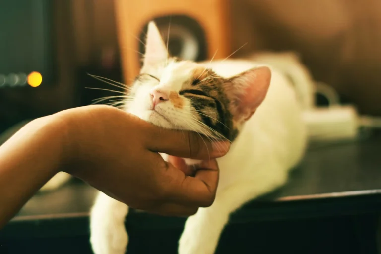 why cats purr - image of a cat being stroked