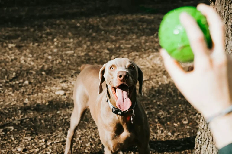 preventing boredom in animals - image of dog waiting to fetch ball