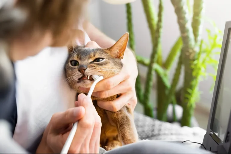 keeping your cats teeth healthy - image of cat having its teeth brushed