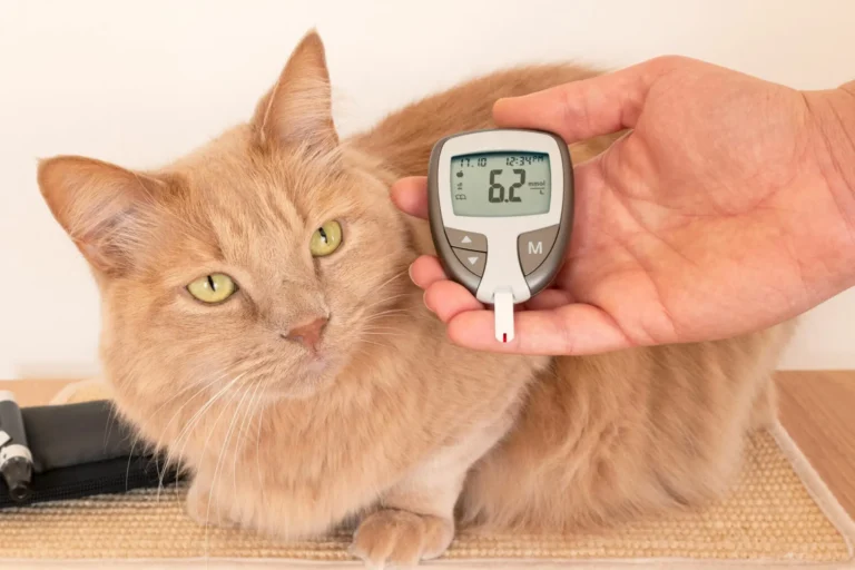 cats can develop diabetes - image of cat with sugar monitor reading