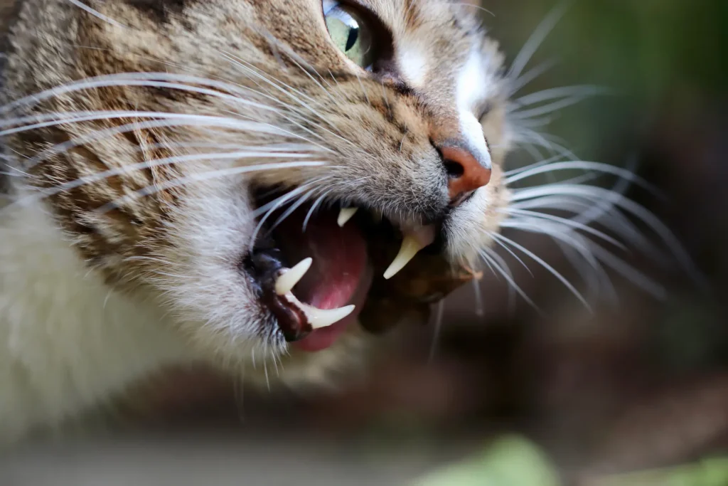 common dental problems in elderly cats - image of cat teeth