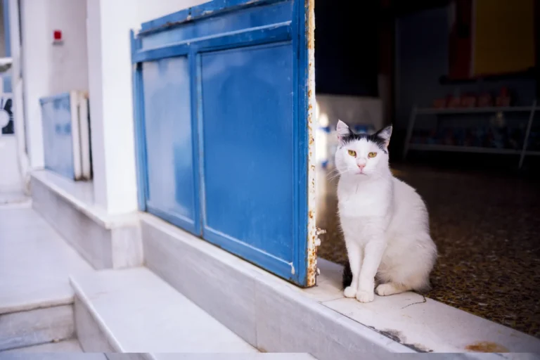 collaborating with greek charity nine lives - greek cat